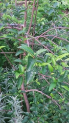 Ehretia anacua