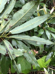 Machilus zuihoensis mushaensis