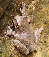Osteopilus vastus