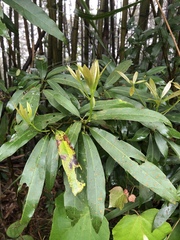 Machilus zuihoensis mushaensis