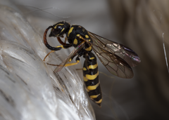 Sapyga centrata