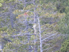 Larus brachyrhynchus