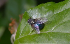Eudasyphora cyanella