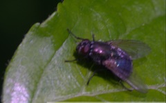 Eudasyphora cyanella