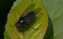 Cheilosia variabilis