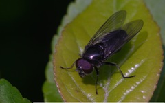 Cheilosia variabilis