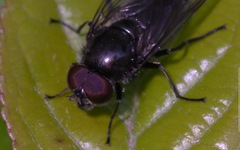 Cheilosia variabilis