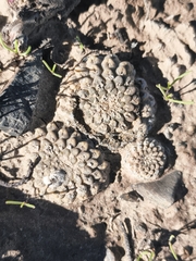 Eriosyce glabrescens