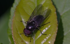 Cheilosia variabilis