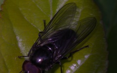 Cheilosia variabilis