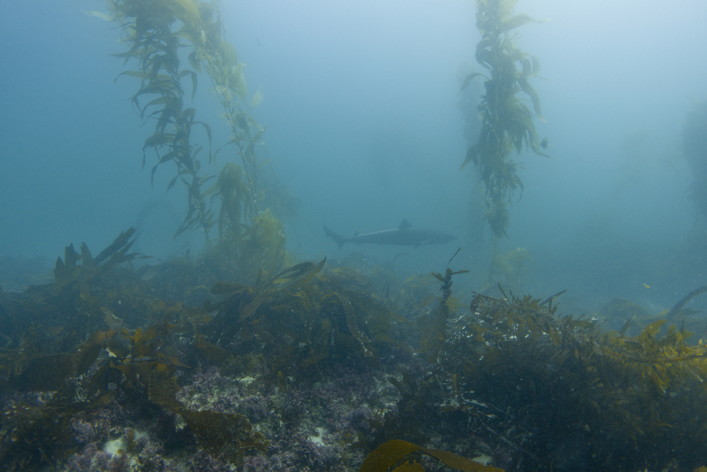 Tope shark swimming above a kelp forest, seen at a distance