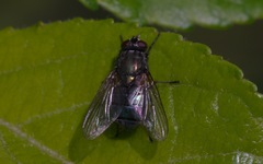 Eudasyphora cyanella