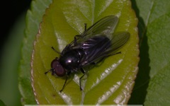 Cheilosia variabilis