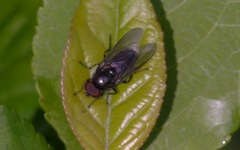 Cheilosia variabilis