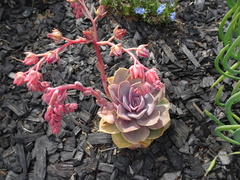 Echeveria gibbiflora × potosina