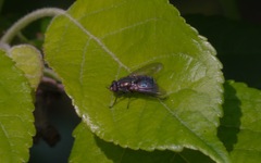 Eudasyphora cyanella