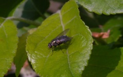 Eudasyphora cyanella