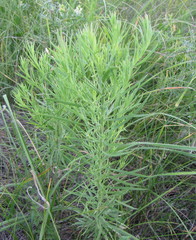 Linaria biebersteinii