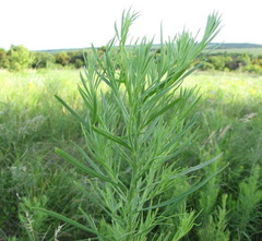 Linaria biebersteinii