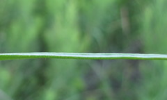 Linaria biebersteinii