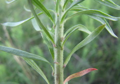 Linaria biebersteinii
