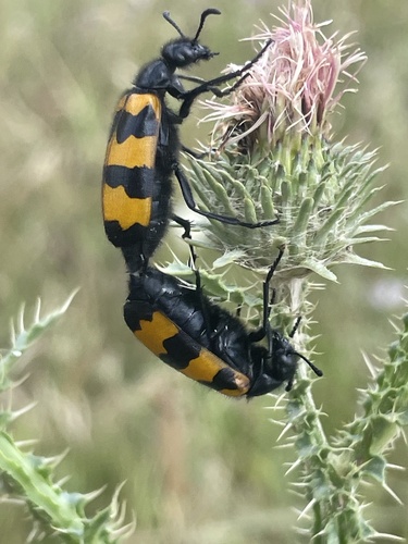 Mylabris variabilis