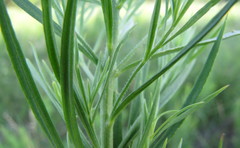 Linaria biebersteinii