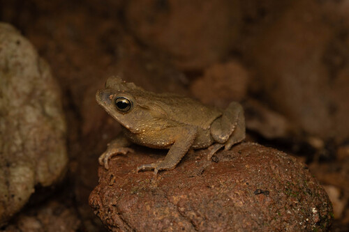 Rhinella stanlaii