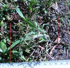 Reithrodontomys humulis
