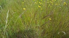 Elymus multisetus