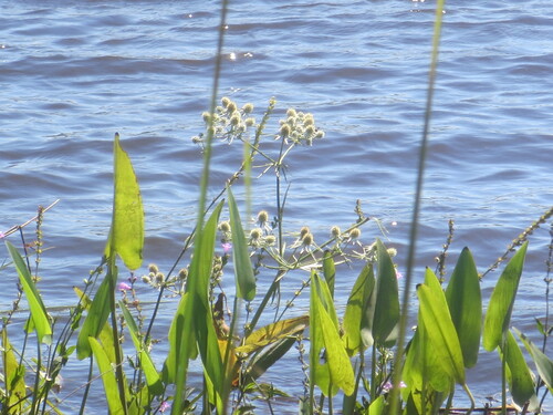 Eryngium aquaticum, photograph 6