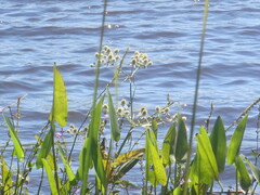 Eryngium aquaticum, photograph author not stated, no rights reserved