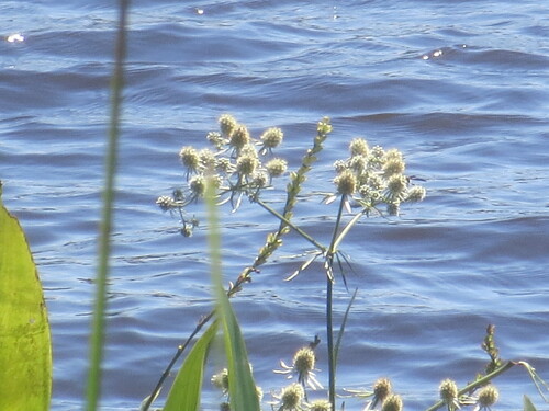Eryngium aquaticum, photograph 5