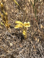 Aphyllon fasciculatum