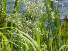 Eryngium aquaticum, photograph author not stated, no rights reserved