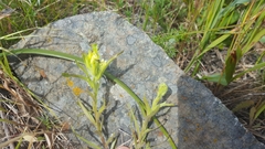 Castilleja affinis neglecta