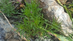 Erigeron reductus angustatus