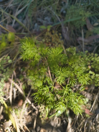 Asparagus macowanii, photograph 5