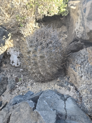 Eriosyce crispa