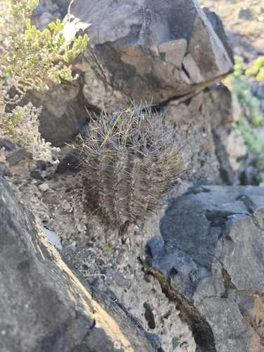 Eriosyce crispa