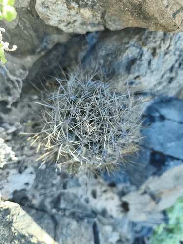 Eriosyce crispa