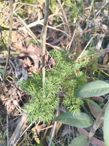 Asparagus macowanii, photograph 4