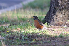 Turdus migratorius