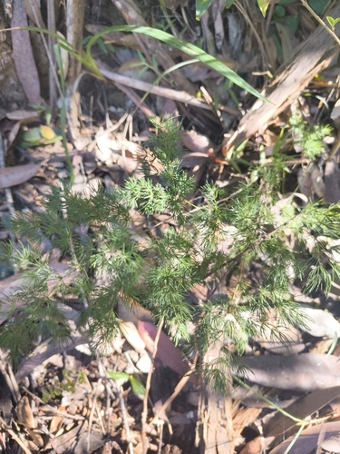 Asparagus macowanii, photograph 3