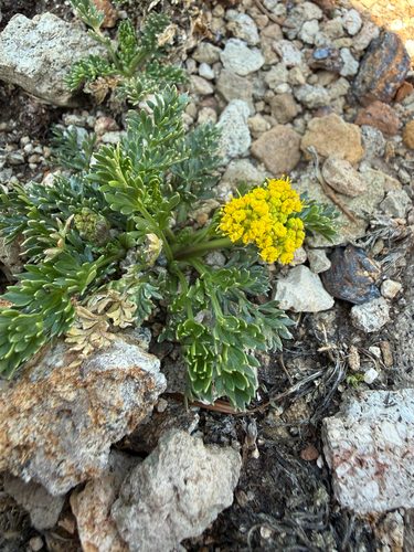 Oreoxis alpina observed 2026-08-06