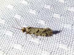 Amydria margoriella
