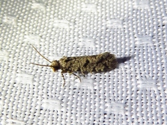 Amydria margoriella