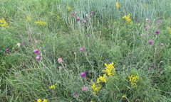 Carduus hamulosus