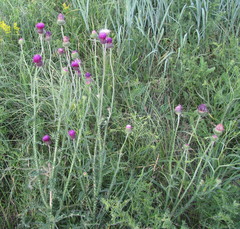 Carduus hamulosus