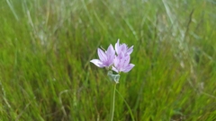 Allium unifolium